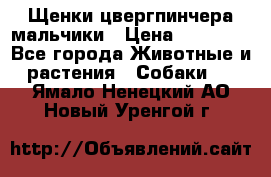 Щенки цвергпинчера мальчики › Цена ­ 25 000 - Все города Животные и растения » Собаки   . Ямало-Ненецкий АО,Новый Уренгой г.